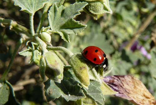Combating Aphids