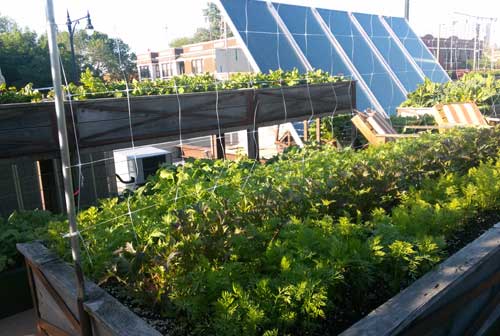 Green Roof Or Roof Garden