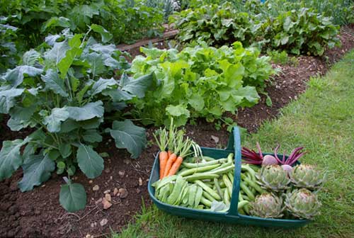Gardening With Vegetables