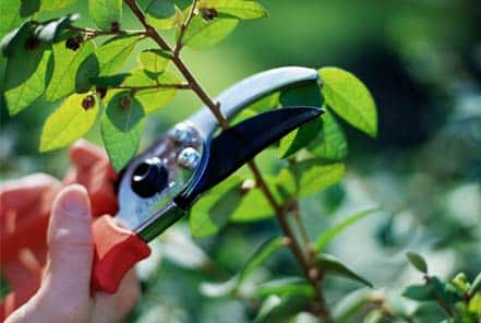 landscaping-services-pruning